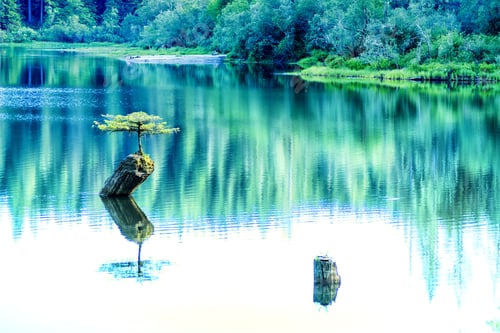 Preview: Beautiful Vancouver Island - Amazing View Of Lonely Fir Bonsai Reflection In Fairy Lake 1, Port