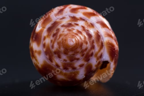 Preview: Beautiful Sea Shell Adorned By Amazing Natural Patterns And Color