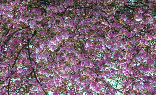 Preview: Beautiful Cherry Tree Blossoms Against Blue Sky Create Beautiful Spring Backdrop