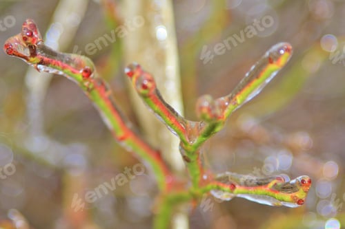 Preview: Icicle Background - Winter Season Icon - Rose Bush Frozen Over Creating Abstract Natural Art