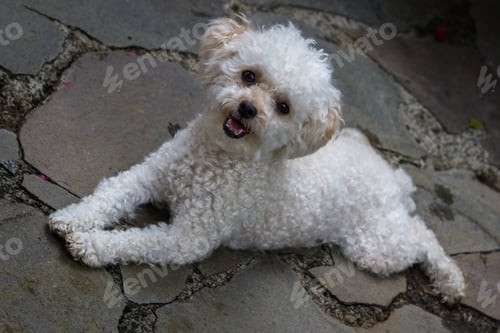 Preview: Close Up Of A Cute White Mini Toy Poodle Laying On Stone Pavers