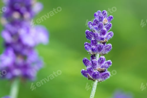 Preview: Beautiful Flowering Lavender Macro With A N Out Of Focus Natural Background
