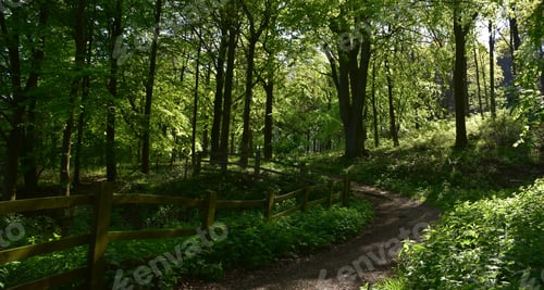 Preview: Green Canopy Of Trees Over A Winding Curved Path.