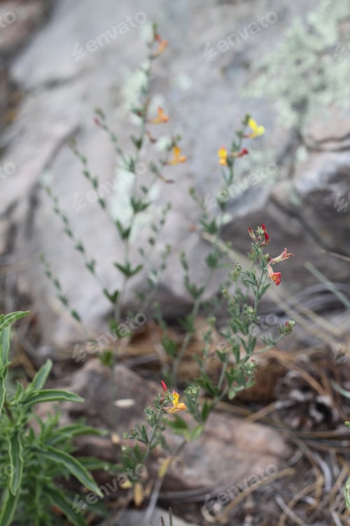 Preview: A Clump Of Desert Rock Pea Flowers 8209