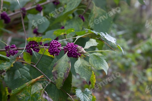 Preview: Beauty Berries
