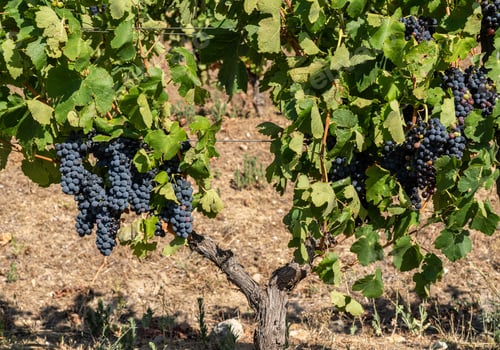 Preview: Bunches Of Black Or Red Grapes For Port Wine Production Line The Hillsides Of The Douro Valley In
