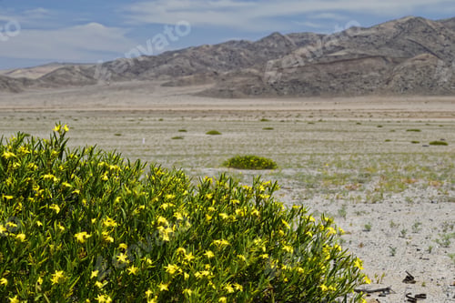Preview: Atacama Desert, One Of The Most Arid In The World, But Due To The Rains Of The Winter Of 2015