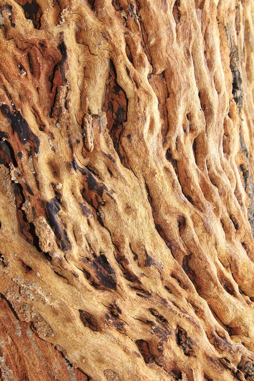 Preview: Wood Textured Background - Natural Beauty Through Hardwood