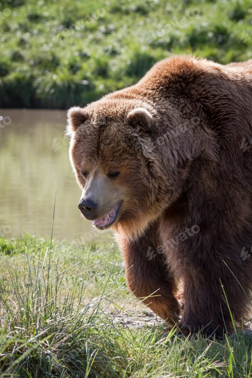 Preview: Adult Female Brown Bear Walking In Green Grass Early Spring