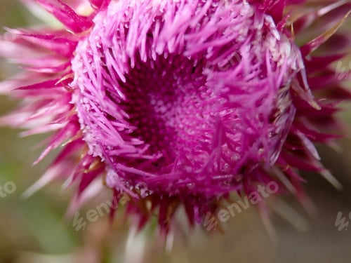 Preview: Purple Thistle In Sunshine And Shade