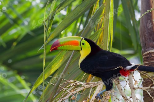 Preview: Closeup Of A Keel Billed Toucan In The Rainforest Of Belize