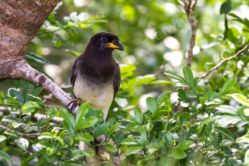 Preview: Close Up Of A Brown Jay Perched On A Small Branch In Tropical Costa Rica