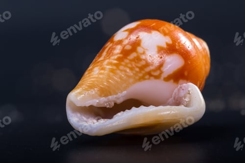 Preview: Beautiful Sea Shell Adorned By Amazing Natural Patterns And Color