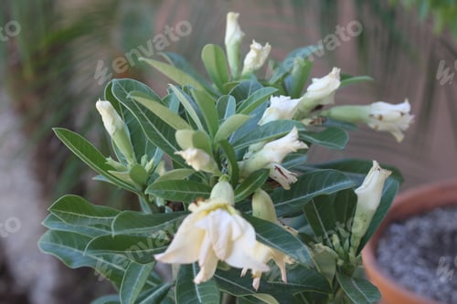 Preview: An Adenium Plant With Ivory White Flower Buds 0268