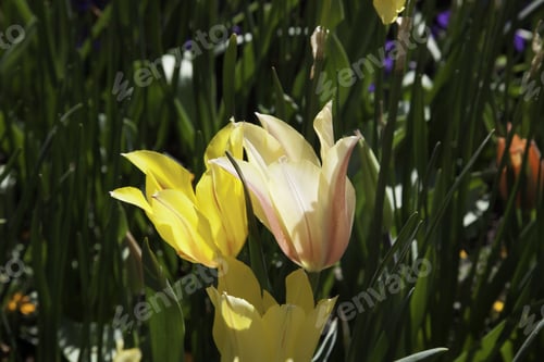 Preview: Tulip Flowers