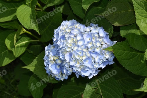 Preview: Fantastic Light Blue Flowering Hydrangea Bush In The Summer.