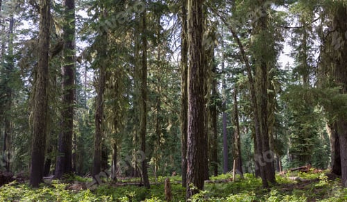 Preview: Peaceful Grove Of Fir Trees In Huckleberry Mountain In Southern Oregon