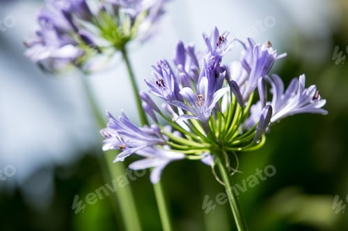 Preview: Violet Flowers In The Garden.