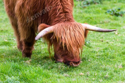 Preview: Young Highland Bull In Fresh Green Grass In The Scottish Highlands