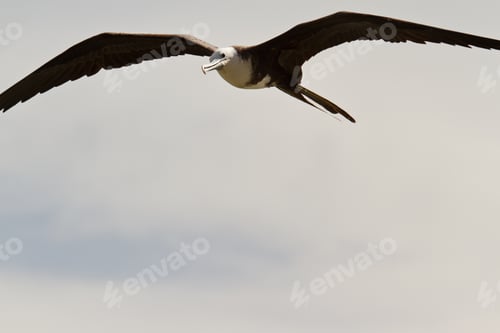 Preview: Large Frigate Bird Flying Over A Cloudy Sky In San Pedro Belize