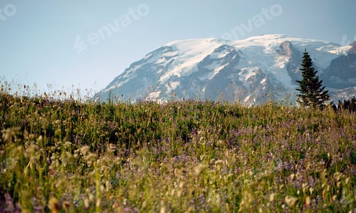 Preview: Mount Rainier Landscape 2 Mount Rainier Landscape With Wild Flower