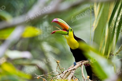 Preview: Closeup Of A Keel Billed Toucan In The Rainforest Of Belize