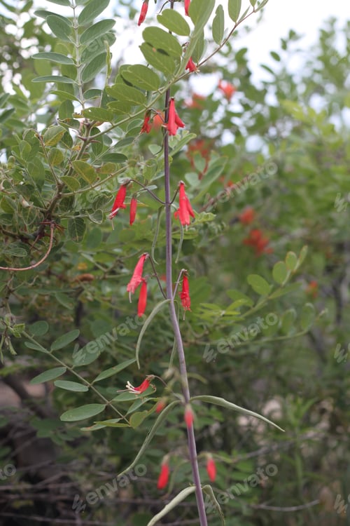 Preview: A Firecracker Penstemon With Pink Flowers 8359