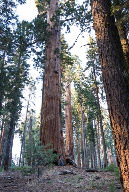 Preview: Big Sequoias In A Group With A Man Standing At The Base To Get An Idea Of The Size Of This Trees