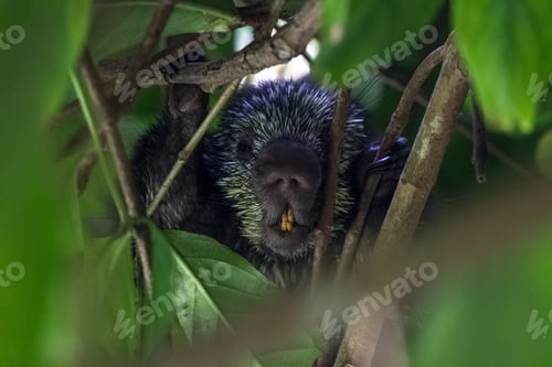 Preview: Porcupine Hiding In A Bushy Tree Making It A Difficult And Dark Image To Capture.