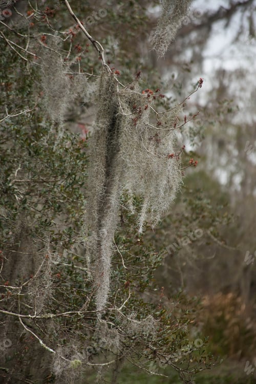 Preview: Spanish Moss On A Tree