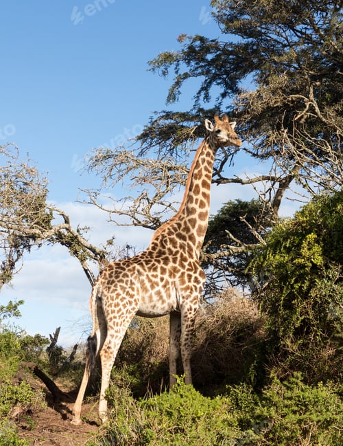 Preview: Close Photo Of Tall African Giraffe Looking Down At The Camera From Munching At Leaves In The Trees