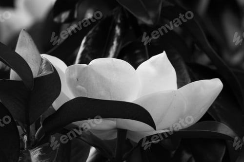 Preview: Magnolia Flower Blooming On The Tree