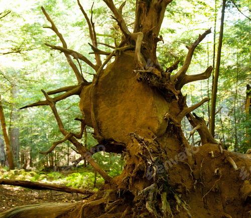 Preview: Large Rock Trapped In Uprooted Roots Of Large Tree Felled By A Storm