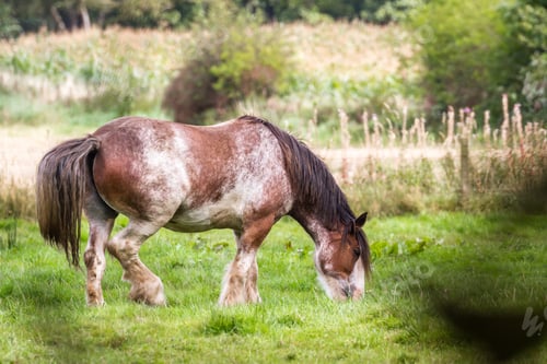 Preview: Close Up Of A Large Working Horse Eating Green Grass In A Field In The Kingdom Of Fife, Scotland