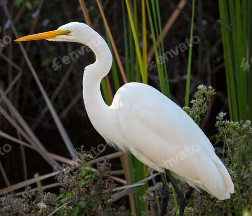 Preview: Profile Side View Of Great White Egret With Yellow Bill In Reeds Of Florida Everglades