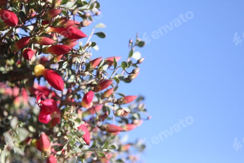 Preview: A Desert Penstemon Bush With Bright Pink Flowers 6530
