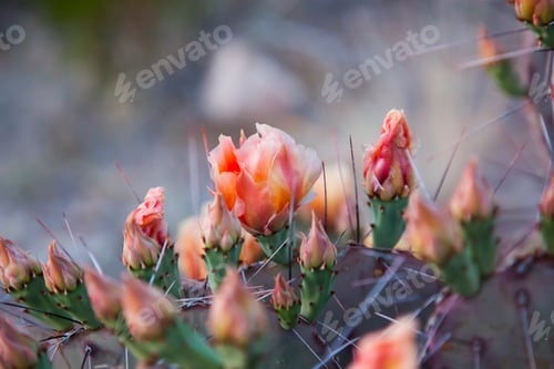 Preview: Desert Cactus Flower Blooming in the Sunlight