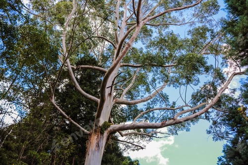 Preview: Brazil, Rio Grande Do Sul, Gramado Canela, Lago Negro Park And Nature Lake Extraordinary White Tree