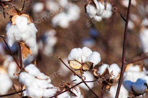 Preview: Closeup Of Blooming Cotton In A Field Ready For Harvest