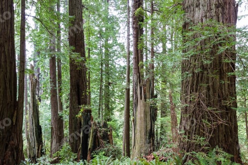 Preview: Giant Redwood Trees At The Redwood National Park In Northern California