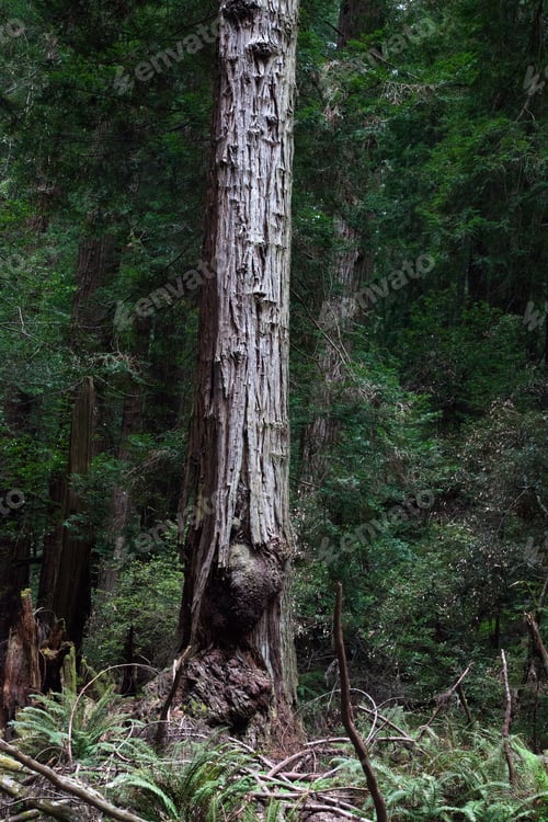 Preview: Redwood Trees In Muer Woods