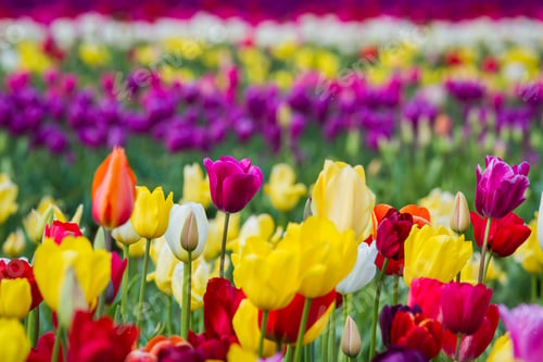 Preview: Beautiful Colorful Tulips In A Farm In Oregon Shot On A Beautiful Early Spring Day