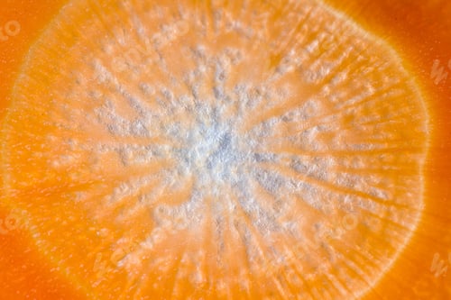Preview: Close Up Of A Thin Slice Of Carrot Back Lit With A Beautiful Pattern And Glowing Orange Color