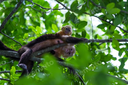 Preview: Mom And Baby White Faced Moneys Relaxing In A Large Tree In The Costa Rican Rainforest