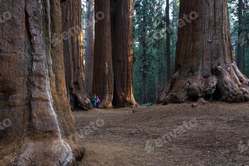 Preview: Sequoia Np, California - November 18: Family Posing For A Picture At The Base Of The Giant
