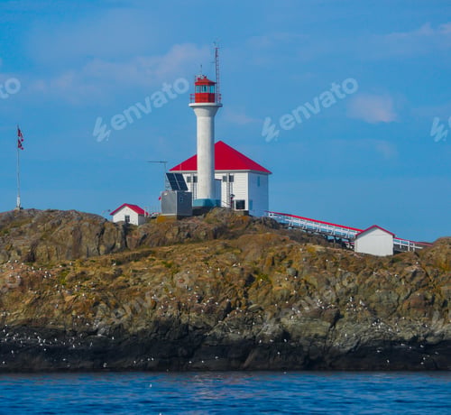 Preview: Gulls At Trial Island Lighthouse Off The Coast Of Canada
