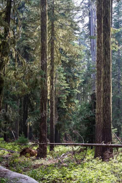 Preview: Peaceful Grove Of Fir Trees In Huckleberry Mountain In Southern Oregon