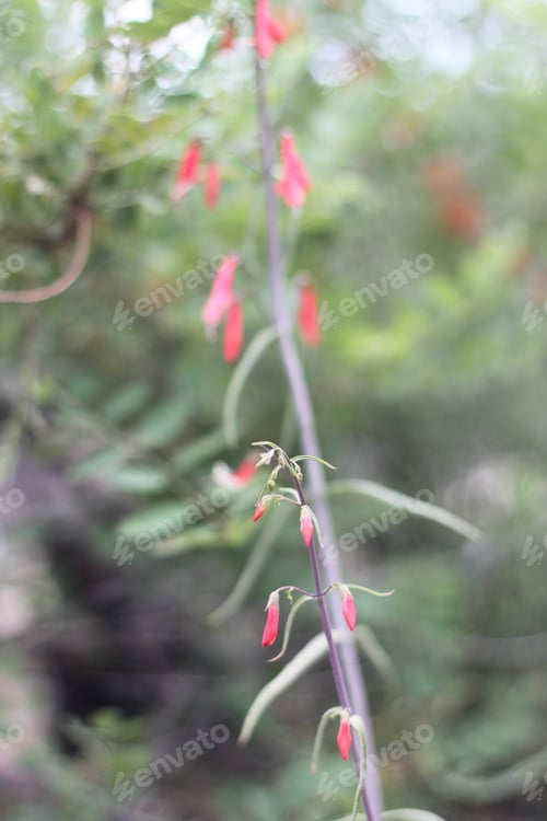 Preview: A Firecracker Penstemon With Pink Flowers