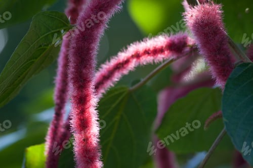 Preview: Red Bloom Of A Chenille Plant