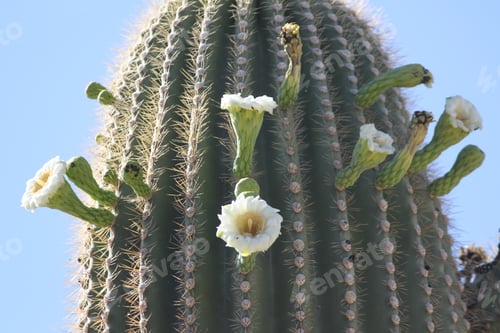 Preview: Blooming Saguaro Cactus with White Flowers in Desert